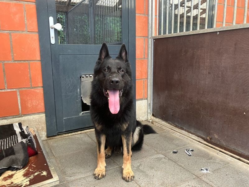 SIMBA - diese coole Socke sucht Menschen mit Schäferhund-Erfahrung