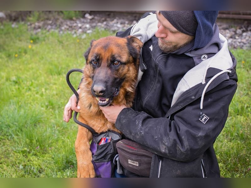 CLINT - wer hilft dem hübschen Rüden, dem Tierheimstress zu entkommen und schenkt ihm ein Zuhause?