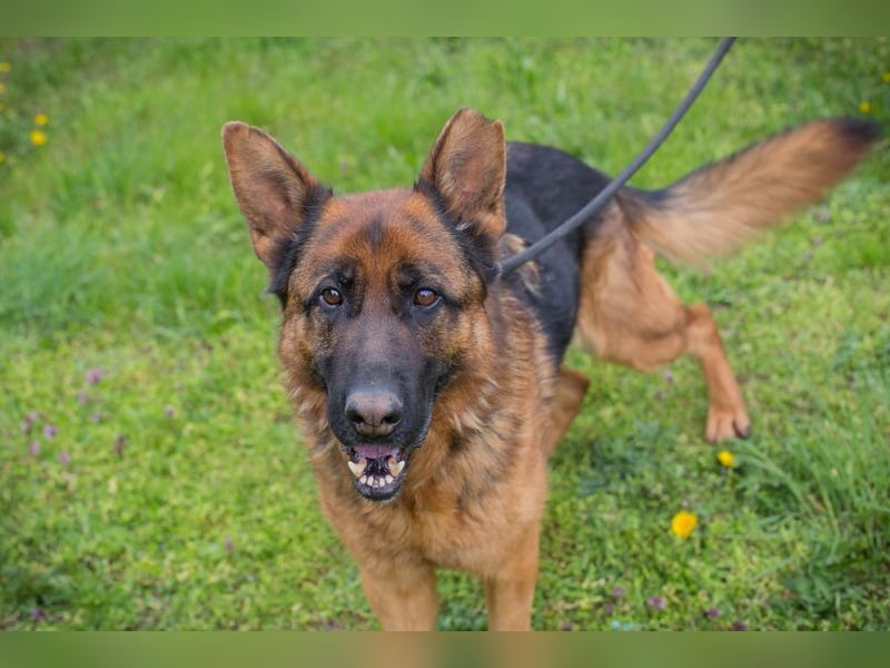 CLINT - wer hilft dem hübschen Rüden, dem Tierheimstress zu entkommen und schenkt ihm ein Zuhause?