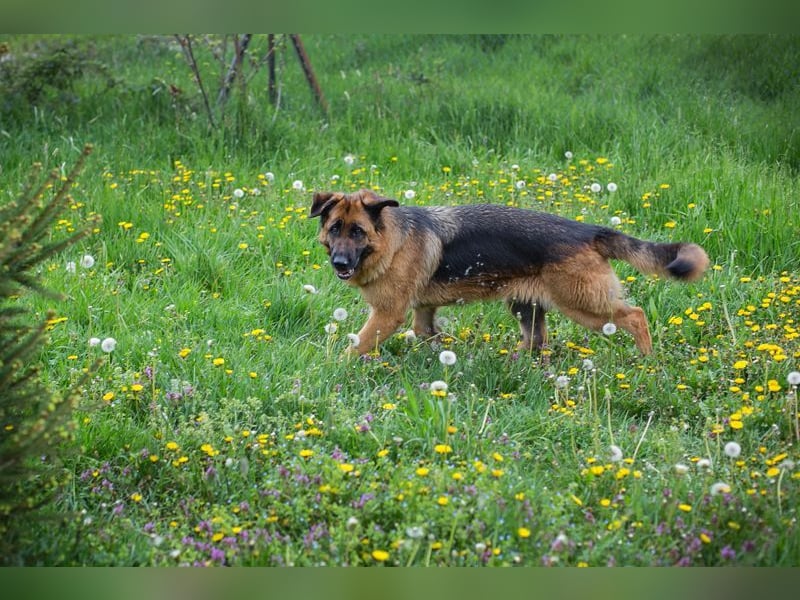 FLORA - wer möchte mit mir knuddeln, spielen, lernen + mir ein tolles Zuhause schenken?