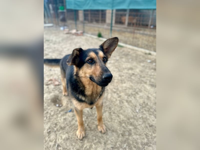 FRED - der hübsche junge Mann ist noch etwas skeptisch und sucht geduldige Menschen, gerne mit Hund