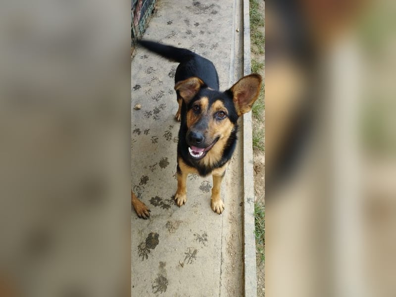 FRED - der hübsche junge Mann ist noch etwas skeptisch und sucht geduldige Menschen, gerne mit Hund