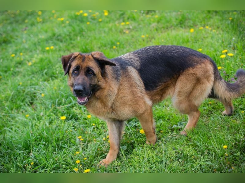 FLORA - wer möchte mit mir knuddeln, spielen, lernen + mir ein tolles Zuhause schenken?