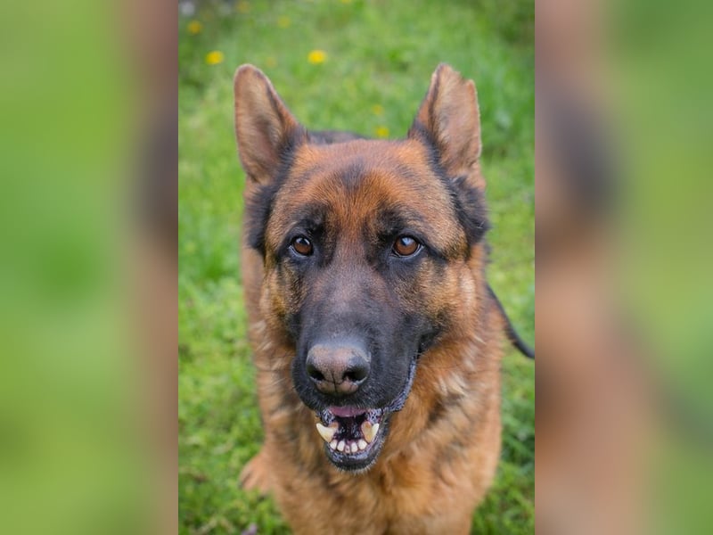 CLINT - wer hilft dem hübschen Rüden, dem Tierheimstress zu entkommen und schenkt ihm ein Zuhause?