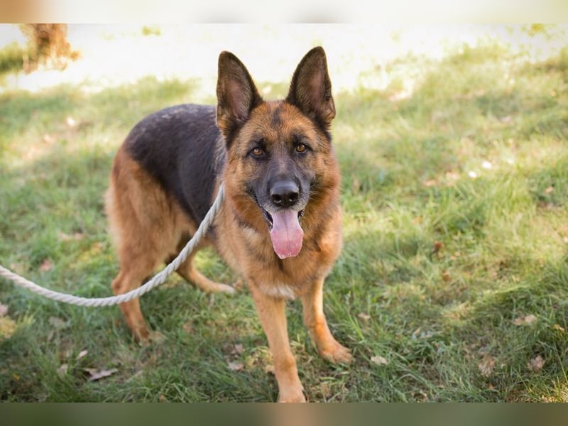 Chip 153144 - Schäderhundfans aufgepasst.....hier kommt sie und sucht Euch