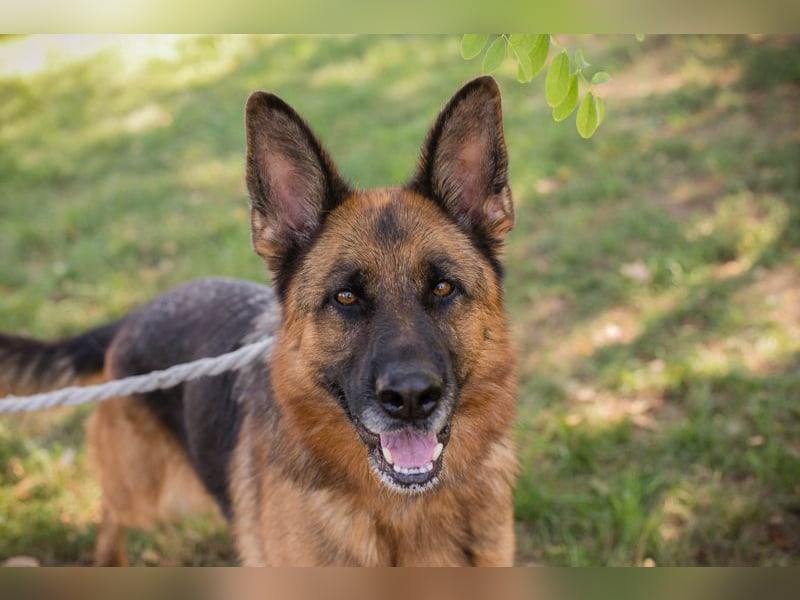 Chip 153144 - Schäderhundfans aufgepasst.....hier kommt sie und sucht Euch