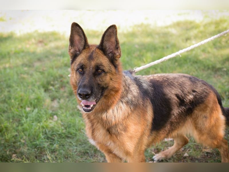 Chip 153144 - Schäderhundfans aufgepasst.....hier kommt sie und sucht Euch