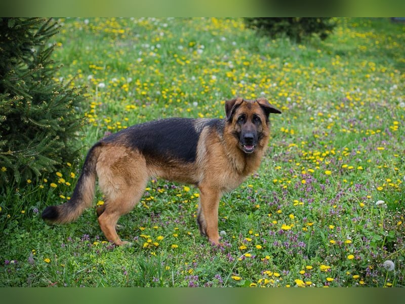 FLORA - wer möchte mit mir knuddeln, spielen, lernen + mir ein tolles Zuhause schenken?