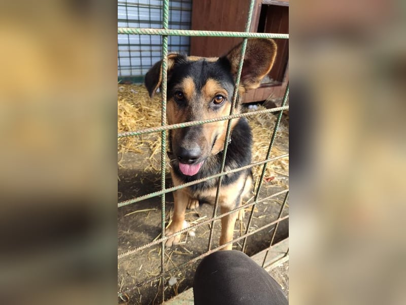 FRED - der hübsche junge Mann ist noch etwas skeptisch und sucht geduldige Menschen, gerne mit Hund