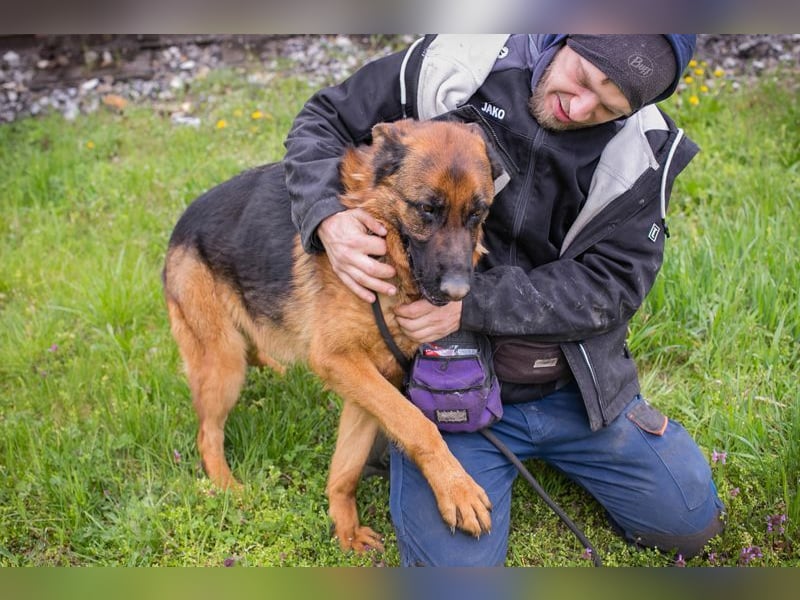 CLINT - wer hilft dem hübschen Rüden, dem Tierheimstress zu entkommen und schenkt ihm ein Zuhause?
