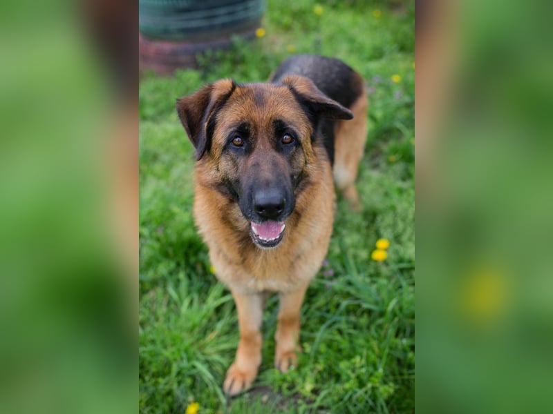 FLORA - wer möchte mit mir knuddeln, spielen, lernen + mir ein tolles Zuhause schenken?