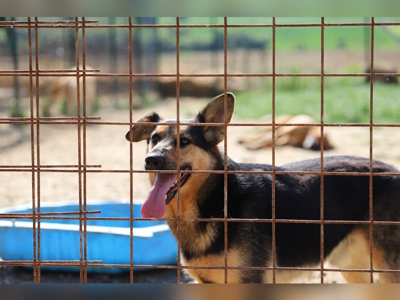 FRED - der hübsche junge Mann ist noch etwas skeptisch und sucht geduldige Menschen, gerne mit Hund