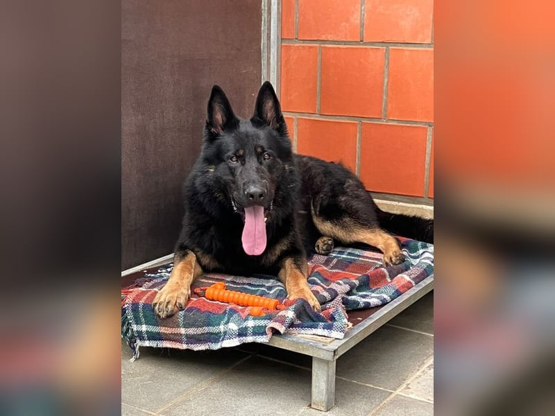SIMBA - diese coole Socke sucht Menschen mit Schäferhund-Erfahrung