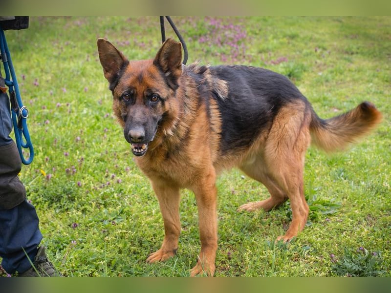 CLINT - wer hilft dem hübschen Rüden, dem Tierheimstress zu entkommen und schenkt ihm ein Zuhause?