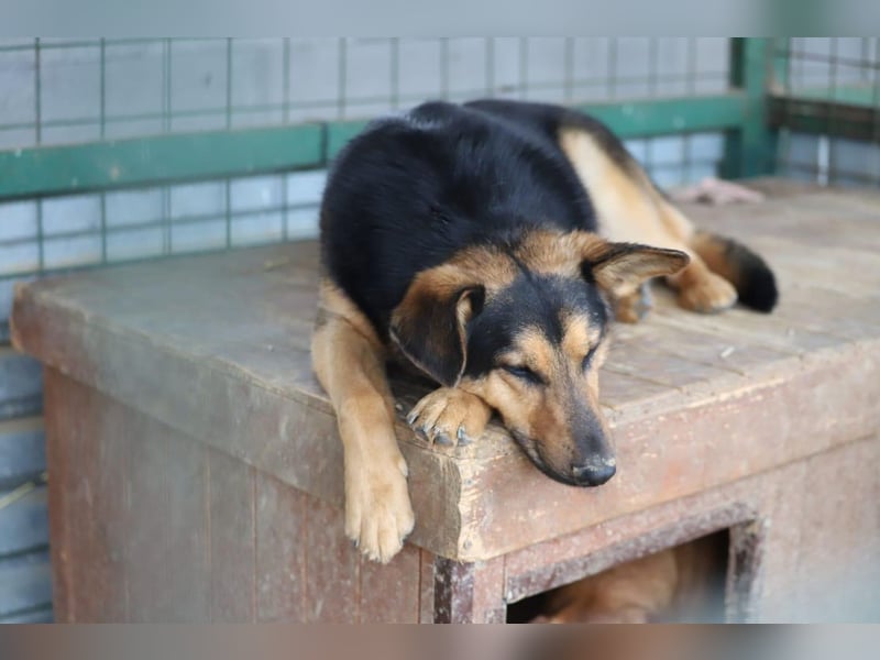 FRED - der hübsche junge Mann ist noch etwas skeptisch und sucht geduldige Menschen, gerne mit Hund