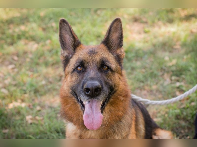 Chip 153144 - Schäderhundfans aufgepasst.....hier kommt sie und sucht Euch