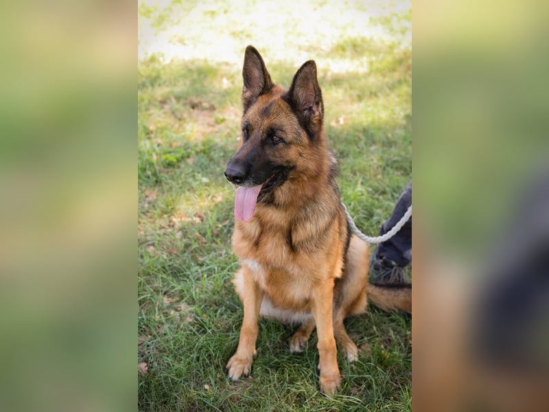 Chip 153144 - Schäderhundfans aufgepasst.....hier kommt sie und sucht Euch