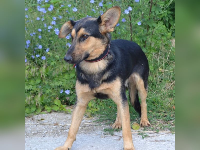 FRED - der hübsche junge Mann ist noch etwas skeptisch und sucht geduldige Menschen, gerne mit Hund