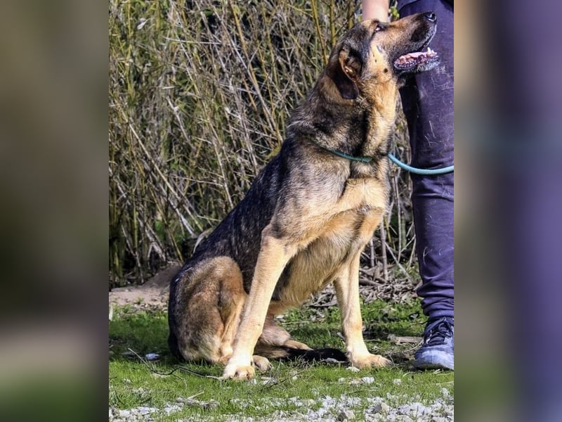 Maxi ~ Sanft und lieb ~ warum auf Straße ausgesetzt ?