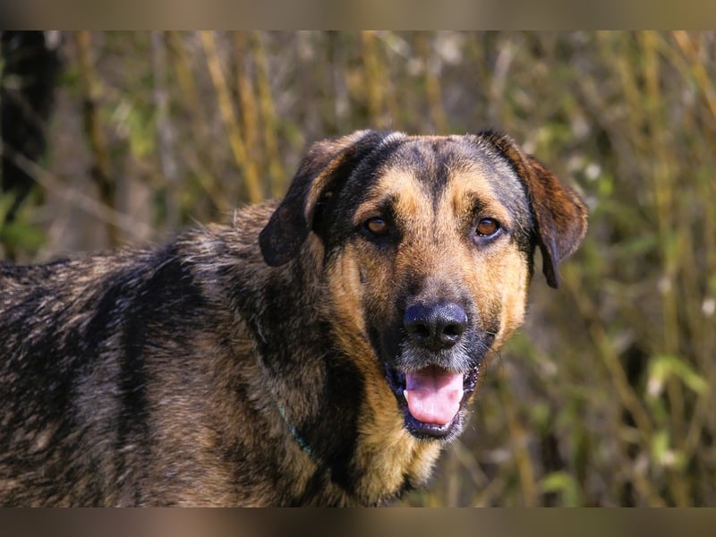 Maxi ~ Sanft und lieb ~ warum auf Straße ausgesetzt ?