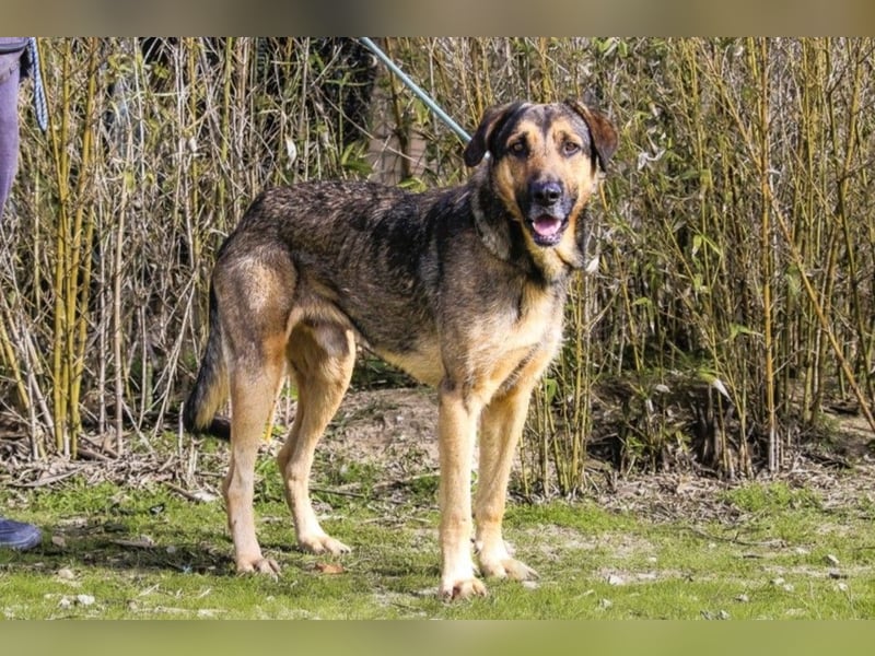 Maxi ~ Sanft und lieb ~ warum auf Straße ausgesetzt ?