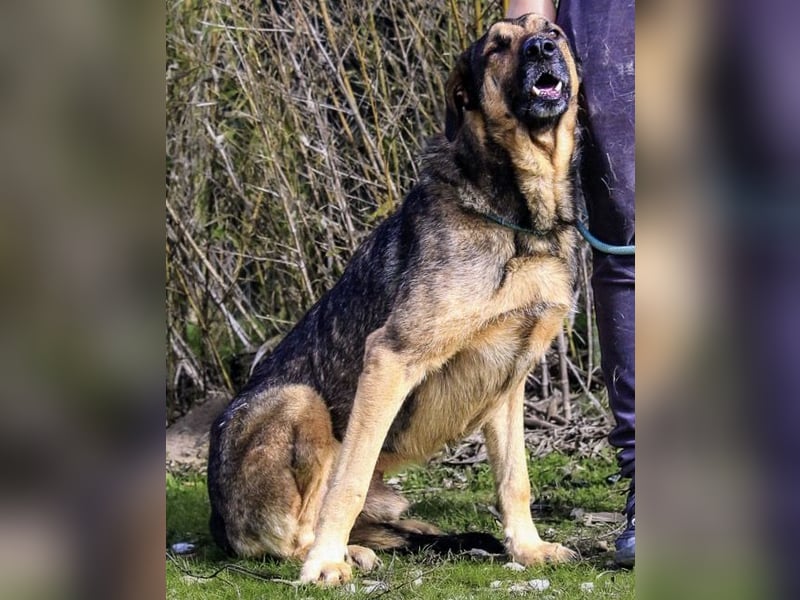 Maxi ~ Sanft und lieb ~ warum auf Straße ausgesetzt ?