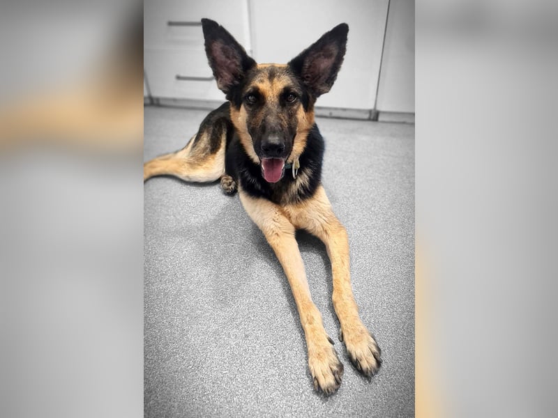Mylka - grosses Herz sucht grosse Couch