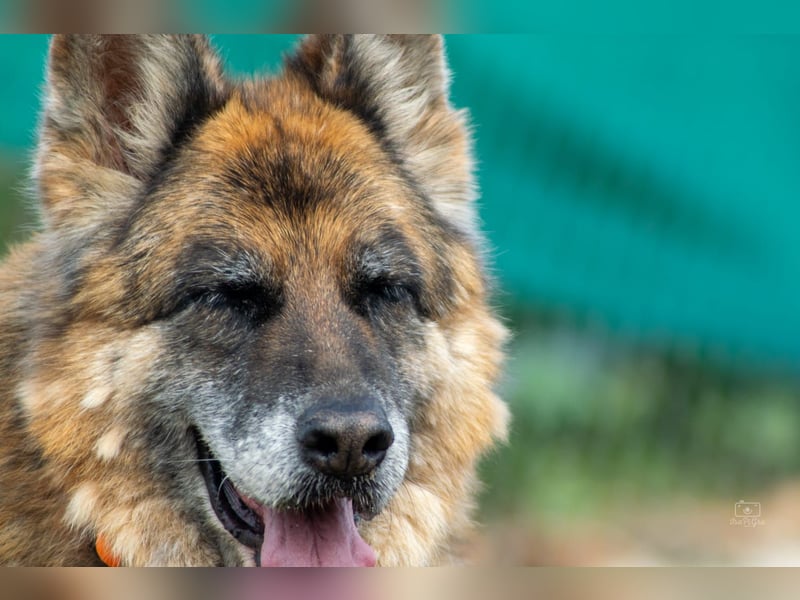 Nala, sanfte Seele sucht Zuhause