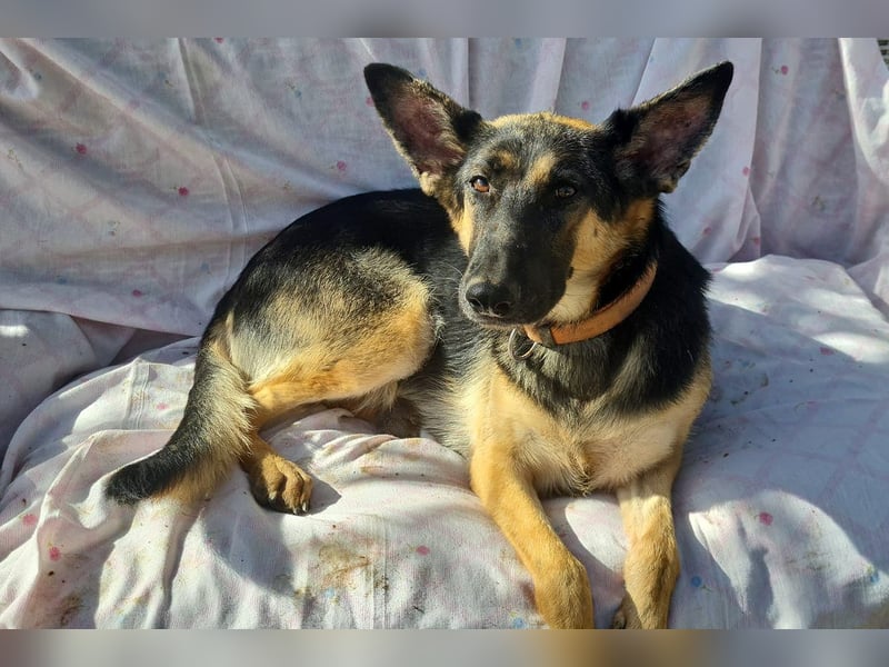 Mylka - grosses Herz sucht grosse Couch