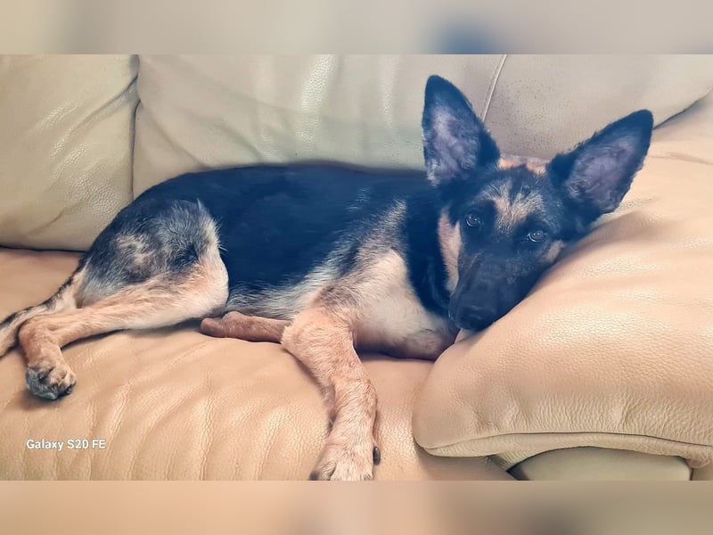 Mylka - grosses Herz sucht grosse Couch
