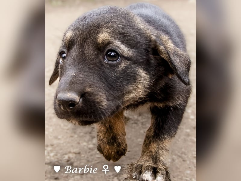 Barbie, Betty, Becky und Brenda suchen ab Mitte Januar ein Zuhause Barbie, Betty, Becky und Brenda suchen ab Mitte Januar ein Zuhause