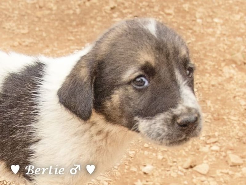 Bill, Bob und Bertie suchen ab Mitte Januar ein Zuhause Bill, Bob und Bertie suchen ab Mitte Januar ein Zuhause