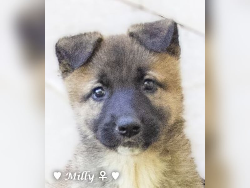 Die M-Mädels suchen ab Januar ein Zuhause