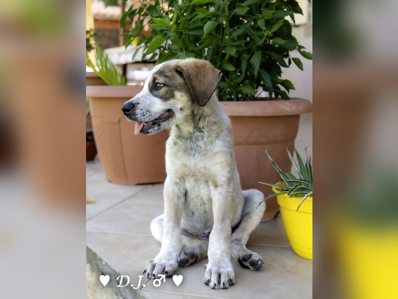 D'Artagnan, Bizou und Biala suchen ein Zuhause