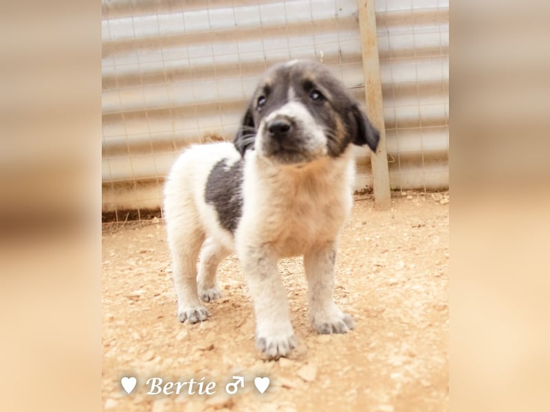 Bill, Bob und Bertie suchen ab Mitte Januar ein Zuhause Bill, Bob und Bertie suchen ab Mitte Januar ein Zuhause