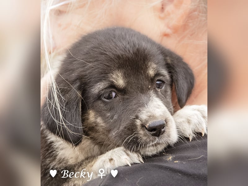 Barbie, Betty, Becky und Brenda suchen ab Mitte Januar ein Zuhause Barbie, Betty, Becky und Brenda suchen ab Mitte Januar ein Zuhause