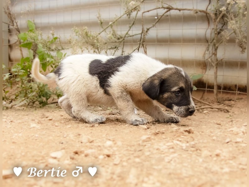 Bill, Bob und Bertie suchen ab Mitte Januar ein Zuhause Bill, Bob und Bertie suchen ab Mitte Januar ein Zuhause