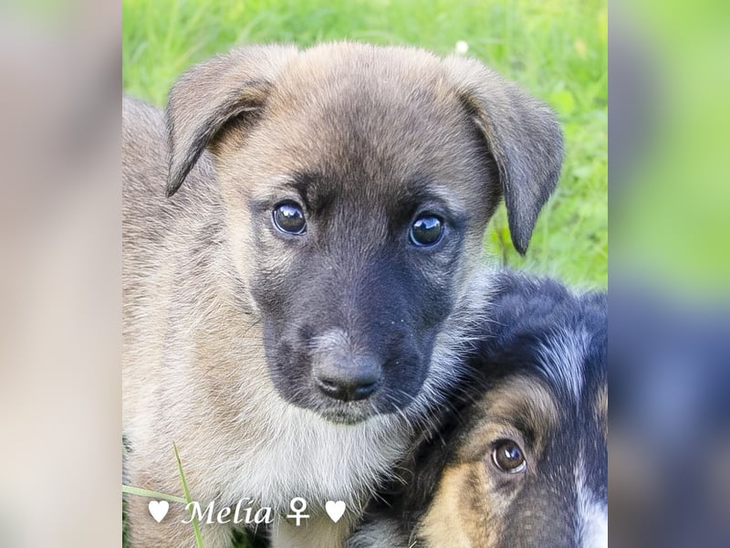 Die M-Mädels suchen ab Januar ein Zuhause