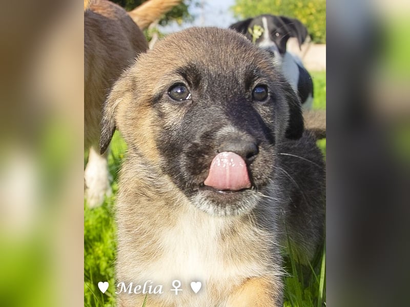 Die M-Mädels suchen ab Januar ein Zuhause