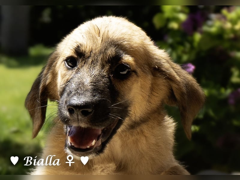 D'Artagnan, Bizou und Biala suchen ein Zuhause