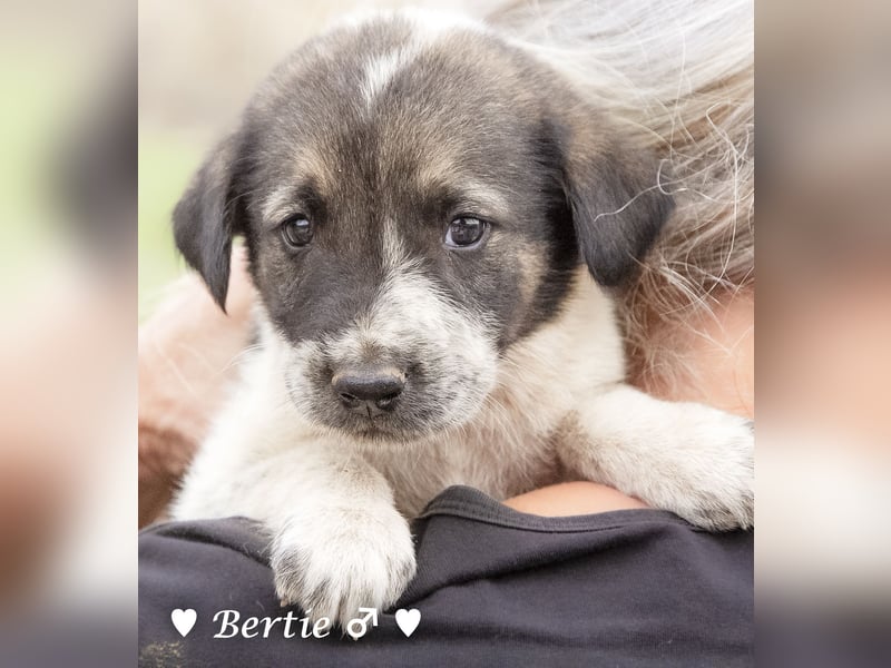 Bill, Bob und Bertie suchen ab Mitte Januar ein Zuhause Bill, Bob und Bertie suchen ab Mitte Januar ein Zuhause