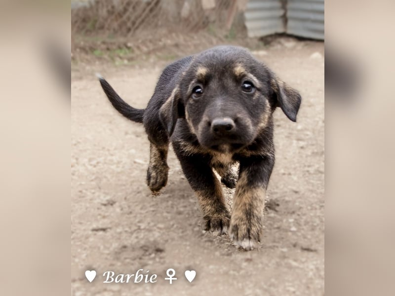 Barbie, Betty, Becky und Brenda suchen ab Mitte Januar ein Zuhause Barbie, Betty, Becky und Brenda suchen ab Mitte Januar ein Zuhause