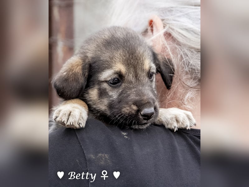 Barbie, Betty, Becky und Brenda suchen ab Mitte Januar ein Zuhause Barbie, Betty, Becky und Brenda suchen ab Mitte Januar ein Zuhause