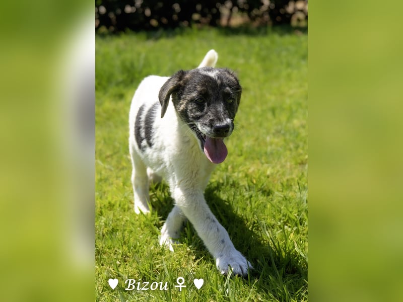D'Artagnan, Bizou und Biala suchen ein Zuhause