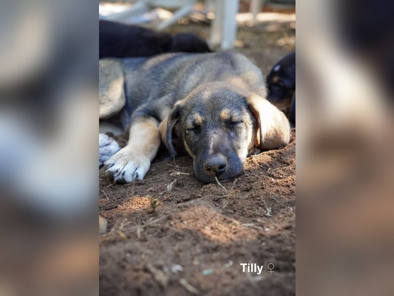 Tilly und Theo suchen noch ein Zuhause