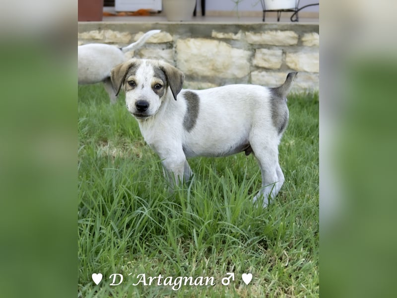 D'Artagnan, Bizou und Biala suchen ein Zuhause