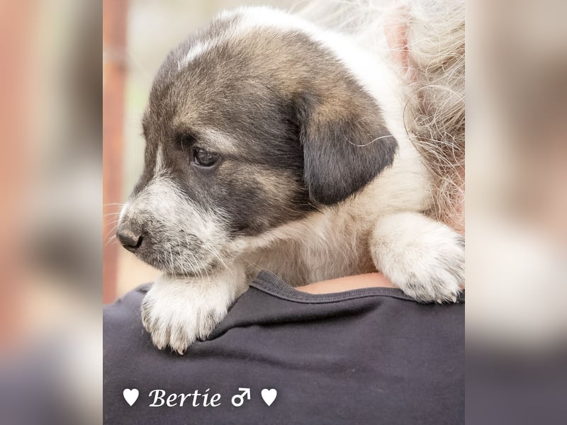 Bill, Bob und Bertie suchen ab Mitte Januar ein Zuhause Bill, Bob und Bertie suchen ab Mitte Januar ein Zuhause