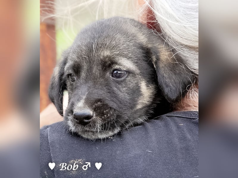 Bill, Bob und Bertie suchen ab Mitte Januar ein Zuhause Bill, Bob und Bertie suchen ab Mitte Januar ein Zuhause