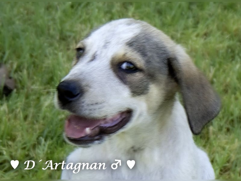 D'Artagnan, Bizou und Biala suchen ein Zuhause