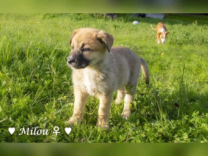 Die M-Mädels suchen ab Januar ein Zuhause